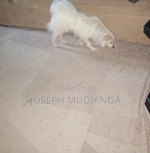 6-12 months Male Purebred Japanese Spitz