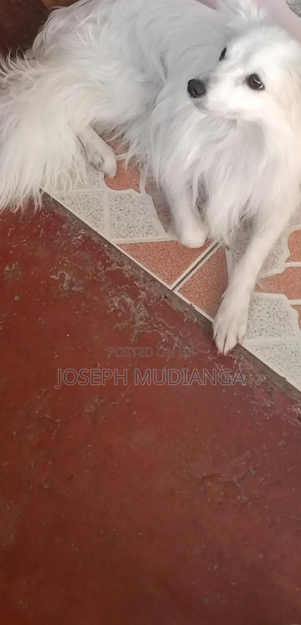 6-12 months Male Purebred Japanese Spitz - thumbnail 2