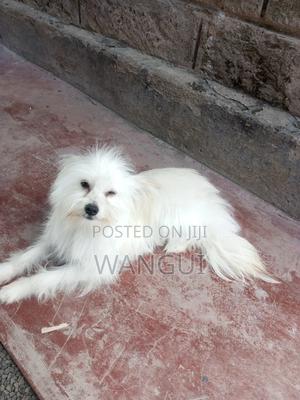 6-12 months Male Mixed Breed Maltese - main view