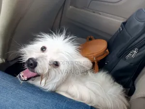 6-12 months Male Mixed Breed Maltese