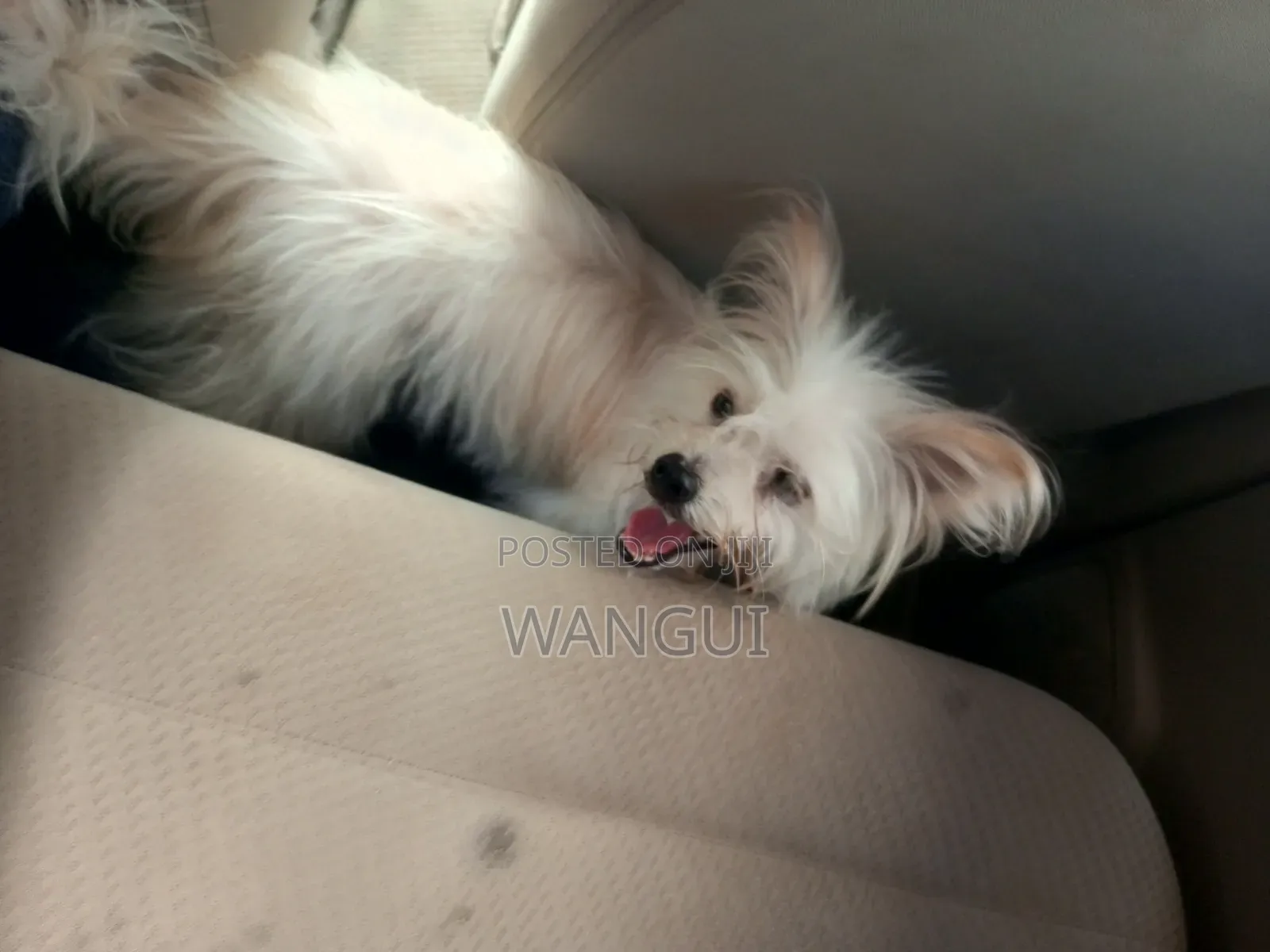 6-12 months Male Mixed Breed Maltese