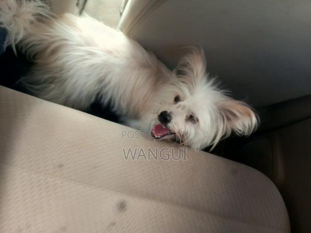 6-12 months Male Mixed Breed Maltese - thumbnail 3