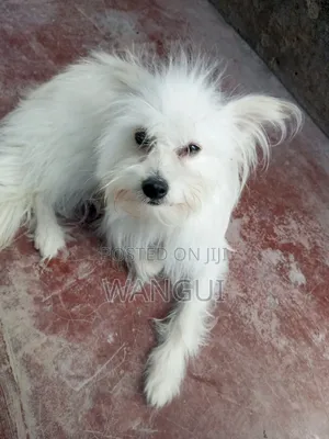 6-12 months Male Mixed Breed Maltese