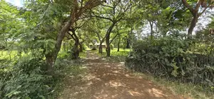 Prime Land for Sale in Juja