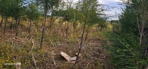 1⁄4 Plot for Sale in Eldoret Kiplombe at Kibulgeny Opposite New MTRH
