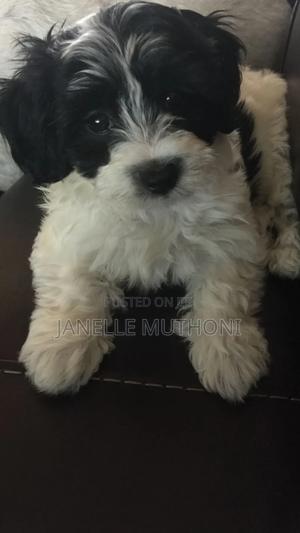 3-6 months Male Purebred Maltese - thumbnail 2