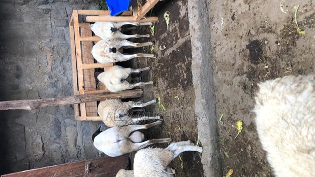 Dorper Sheep - main view