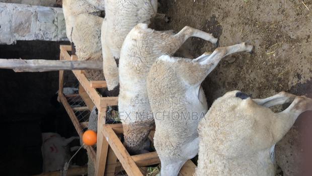 Dorper Sheep - thumbnail 2