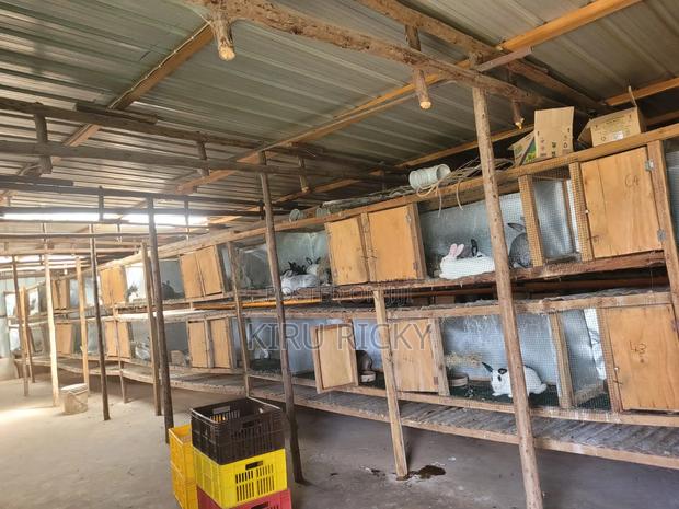 Rabbit Meat - thumbnail 5