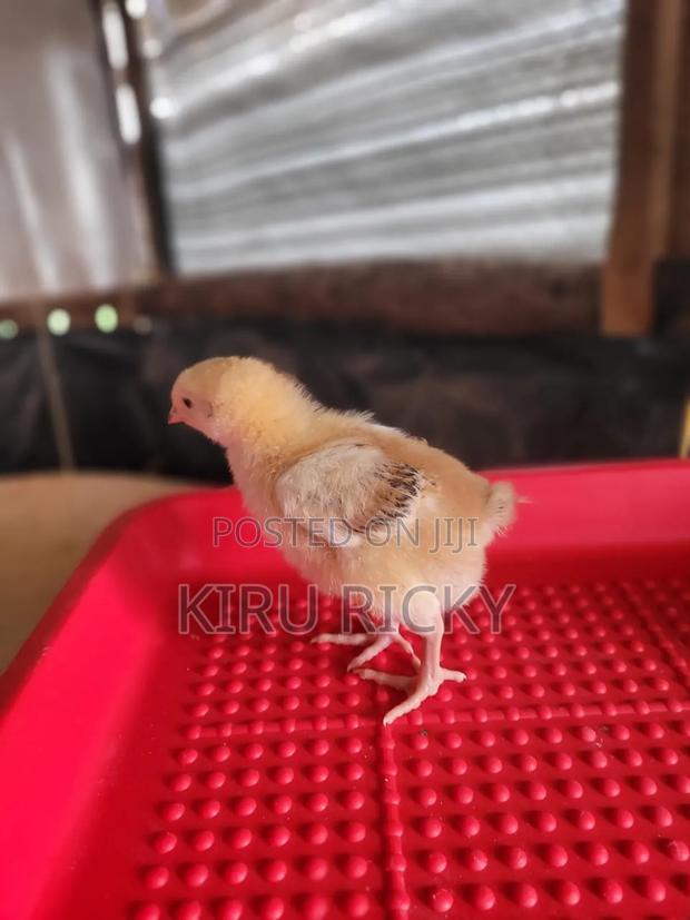 2,3 Month Old Chicks - main view