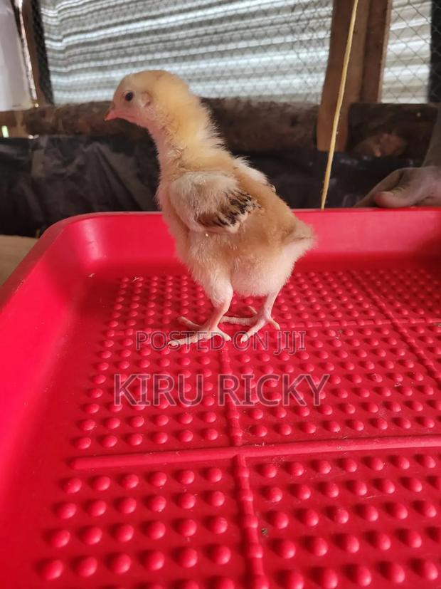 2,3 Month Old Chicks - thumbnail 2