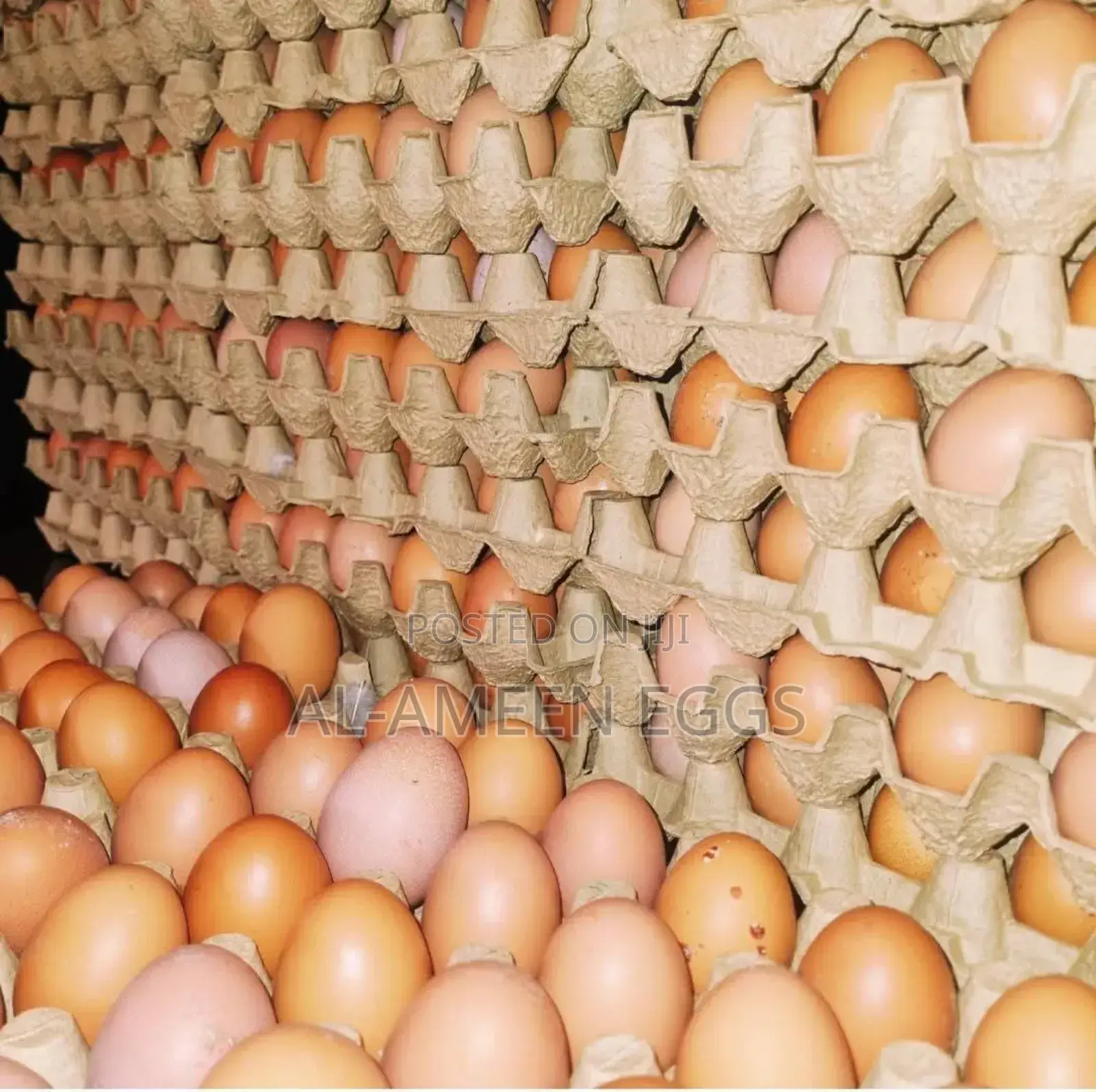 Eggs in Bulk