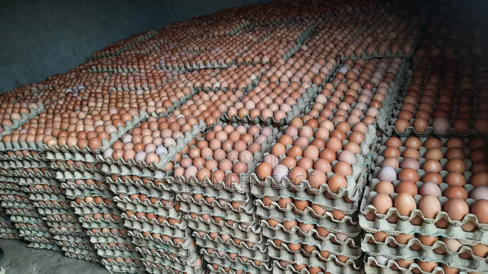 Eggs in Bulk