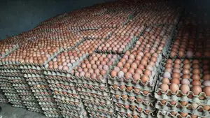 Eggs in Bulk