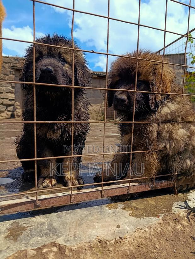 1-3 months Male Purebred Caucasian Shepherd