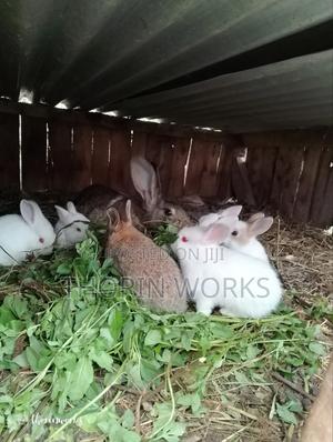 Rabbits Young Bunnies - main view