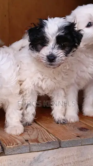 1-3 months Male Purebred Havanese