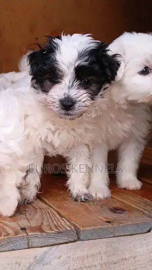 1-3 months Male Purebred Havanese