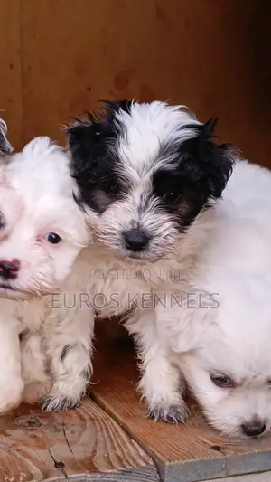 1-3 months Male Purebred Havanese