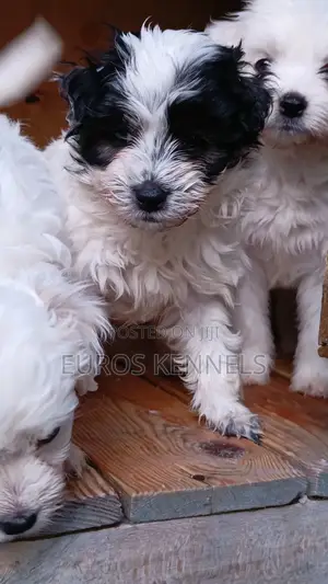 1-3 months Male Purebred Havanese