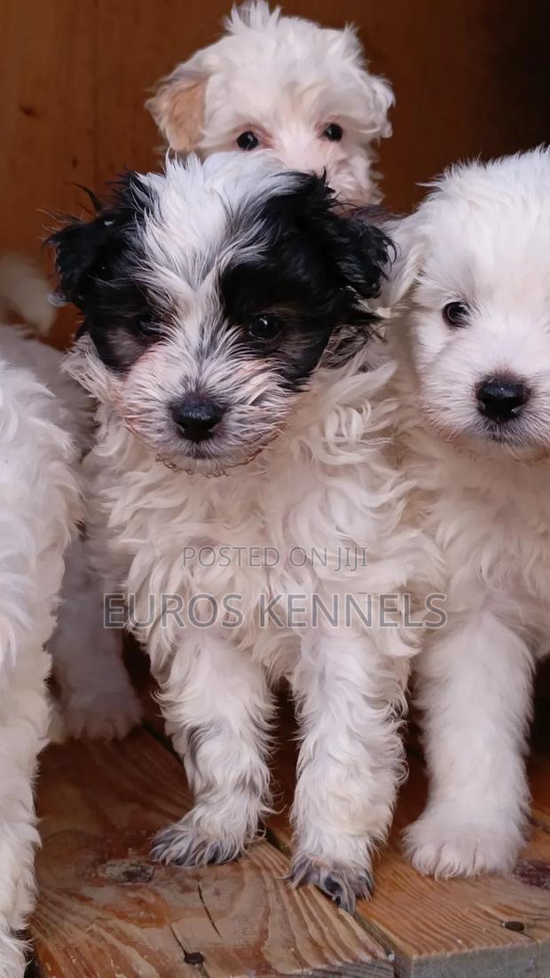 1-3 months Male Purebred Havanese - thumbnail 5