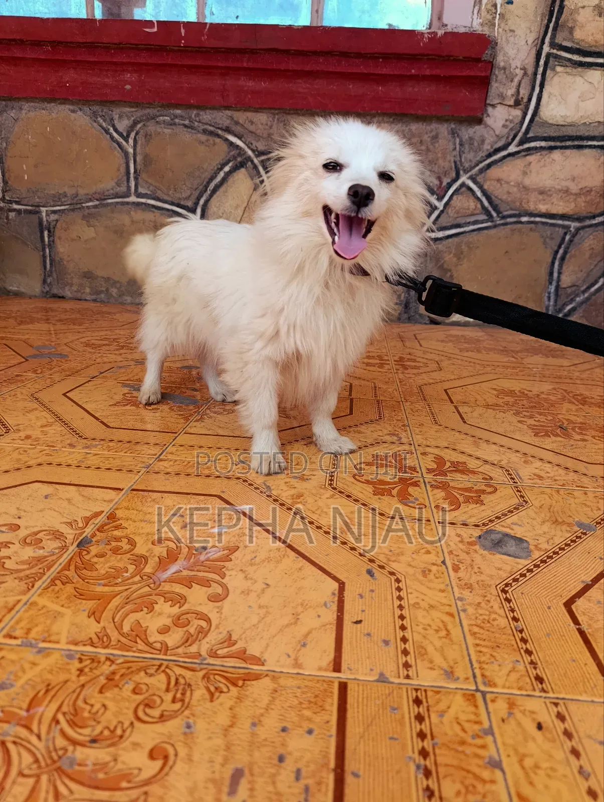 6-12 months Female Purebred Japanese Spitz