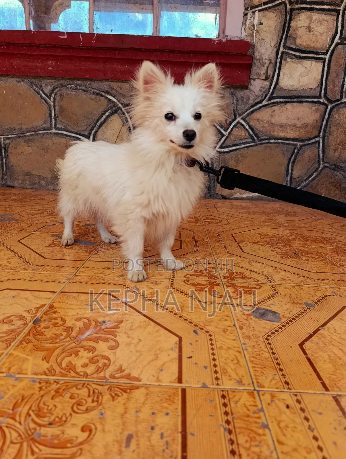 6-12 months Female Purebred Japanese Spitz