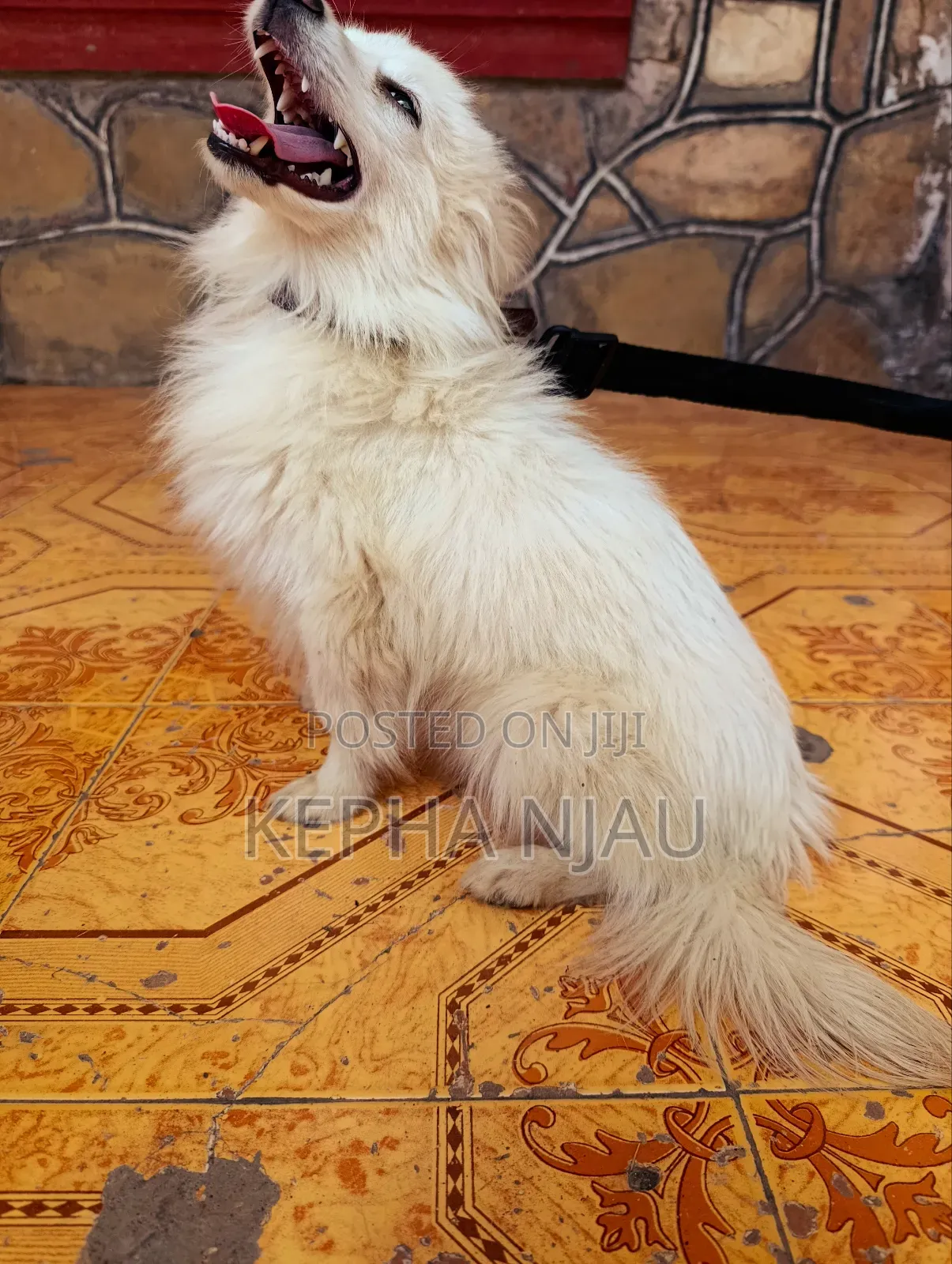 6-12 months Female Purebred Japanese Spitz