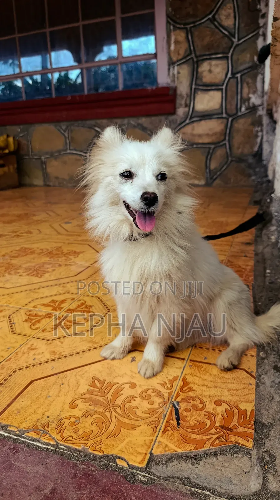 6-12 months Female Purebred Japanese Spitz