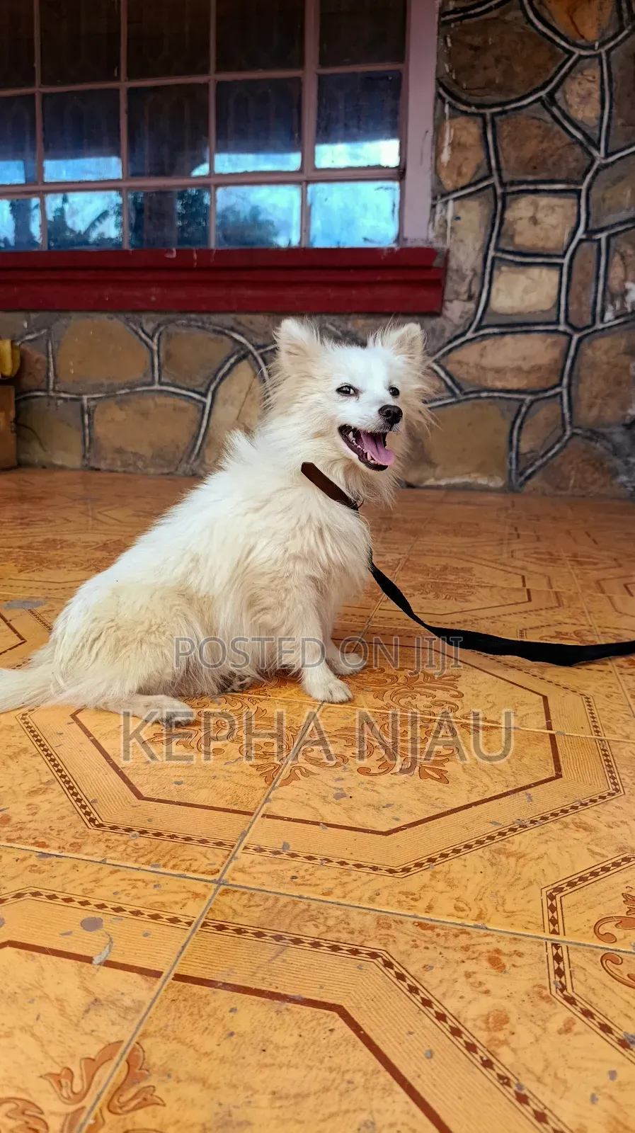 6-12 months Female Purebred Japanese Spitz