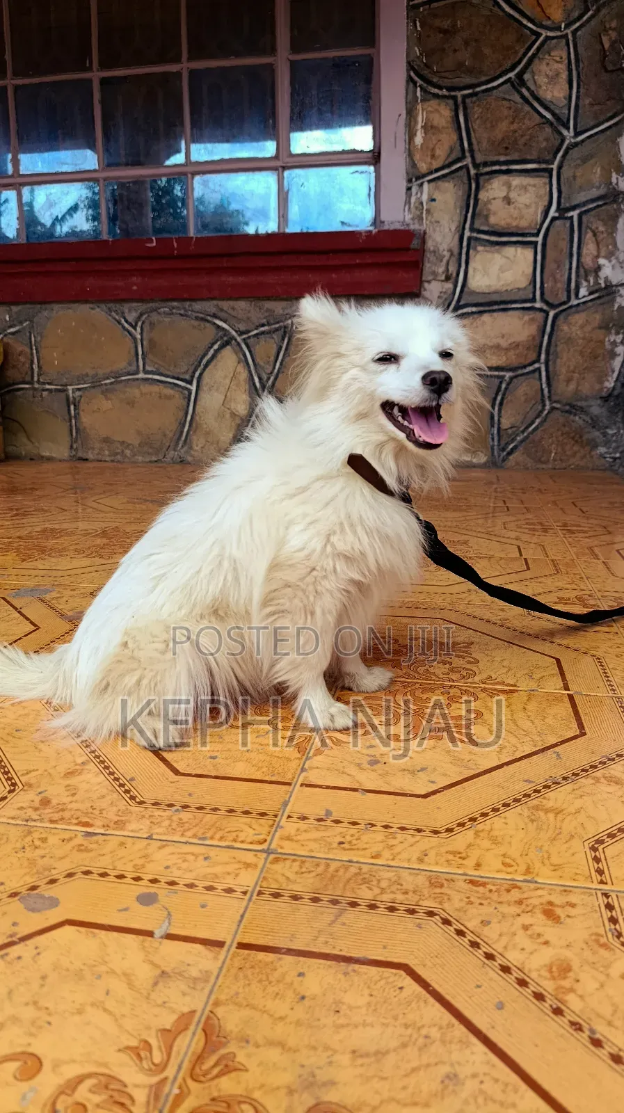6-12 months Female Purebred Japanese Spitz