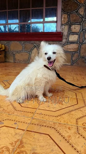 6-12 months Female Purebred Japanese Spitz