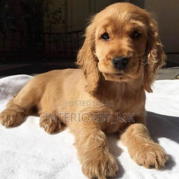 1-3 months Male Purebred Cocker Spaniel - main view