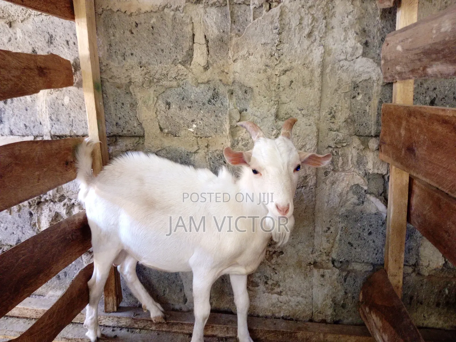 Pure Twin Breeder Sannen Buck