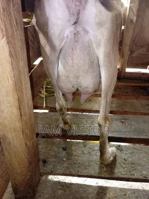 Pedigre Daily Goats Twins and Tripple Breeders