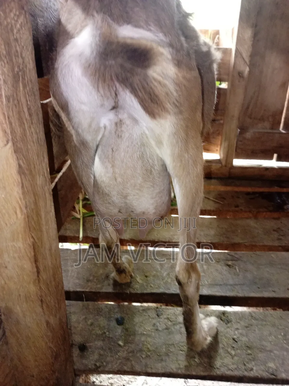 Pedigre Daily Goats Twins and Tripple Breeders