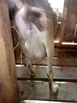 Pedigre Daily Goats Twins and Tripple Breeders