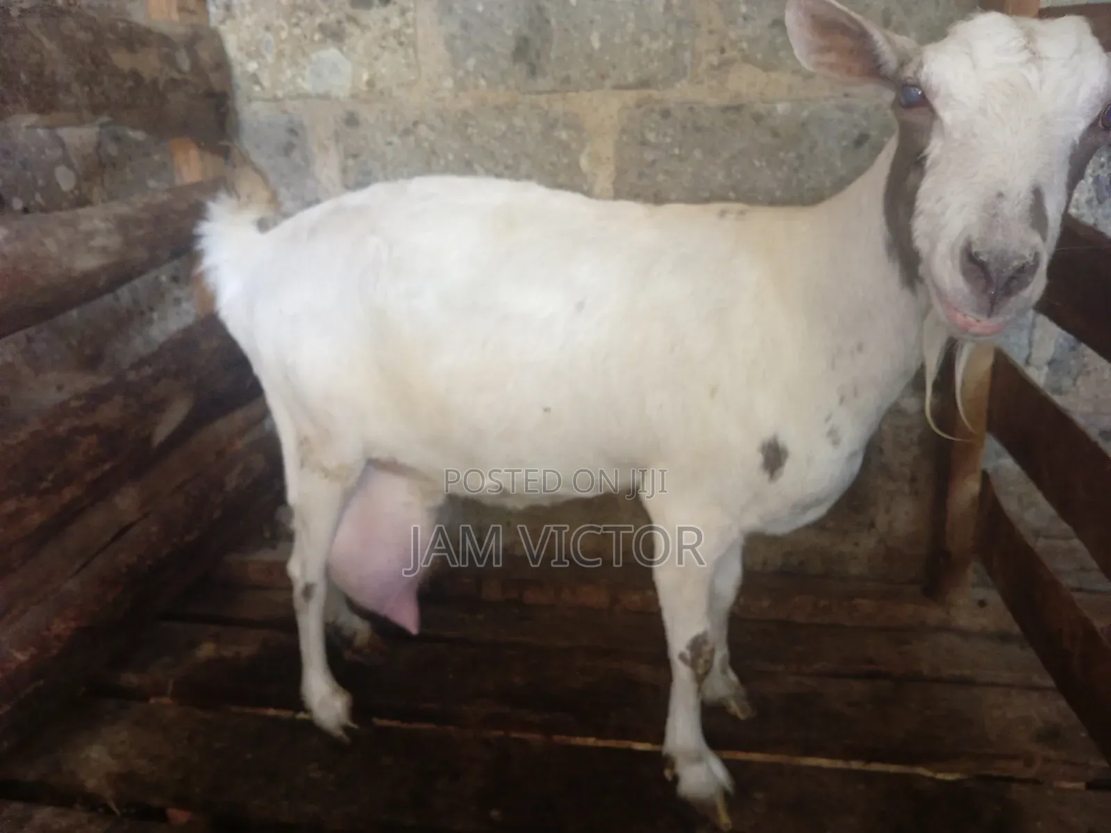 Pedigre Daily Goats Twins and Tripple Breeders