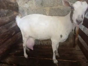 Pedigre Daily Goats Twins and Tripple Breeders
