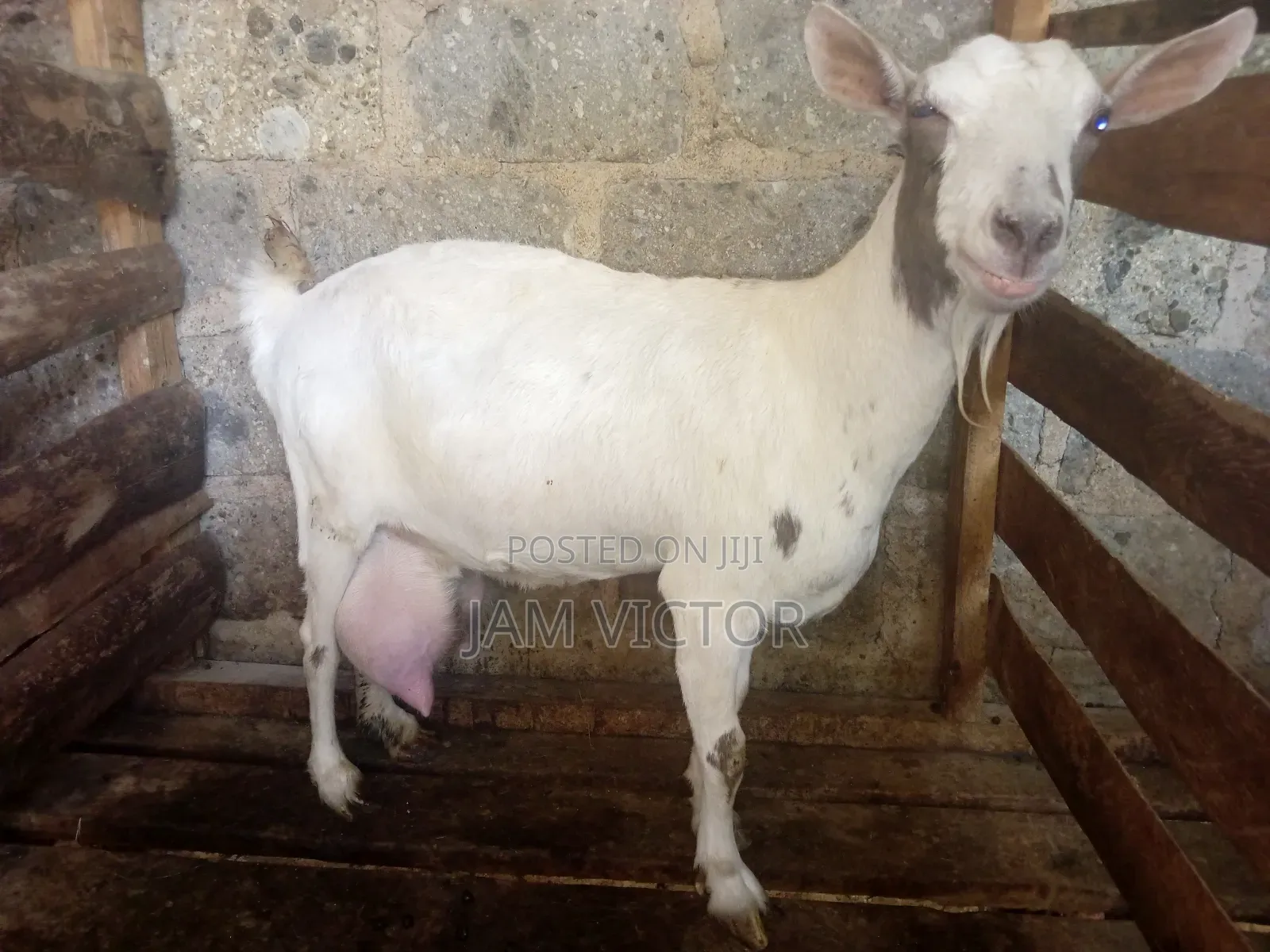 Pedigre Daily Goats Twins and Tripple Breeders