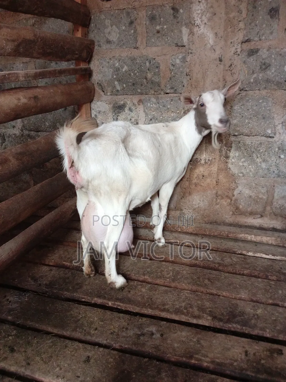 Pedigre Daily Goats Twins and Tripple Breeders