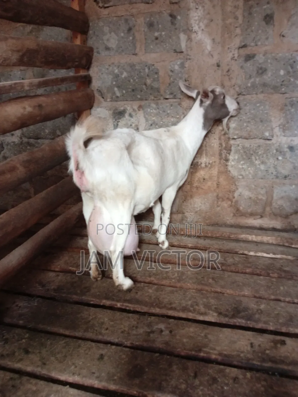 Pedigre Daily Goats Twins and Tripple Breeders