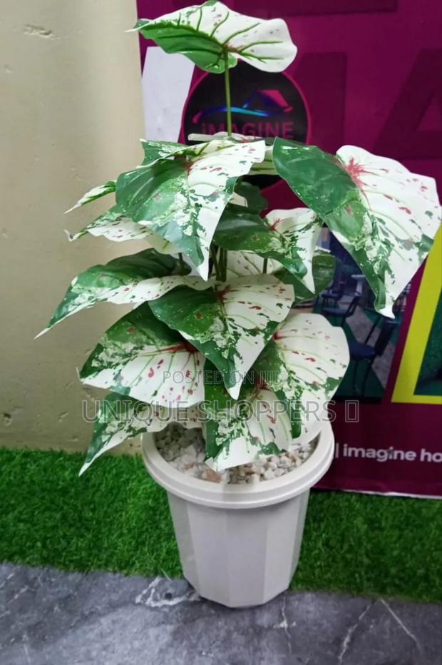 Artificial Home Decor Plants Available - thumbnail 2