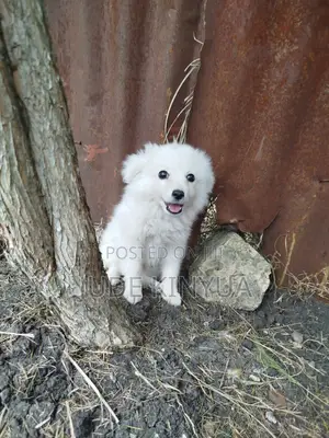 3-6 months Male Purebred Japanese Spitz