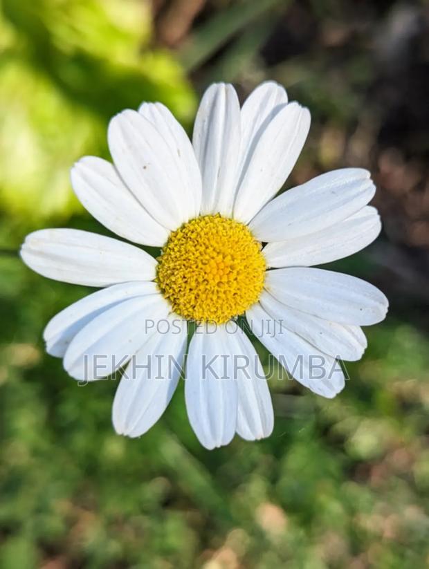 Pyrethrum Flower - main view