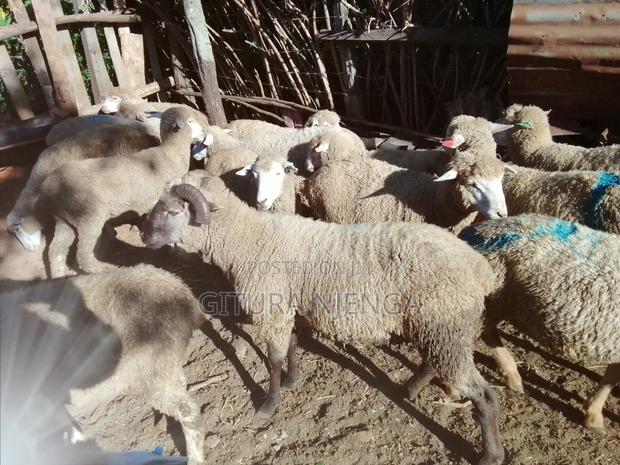 Selling Merino - main view