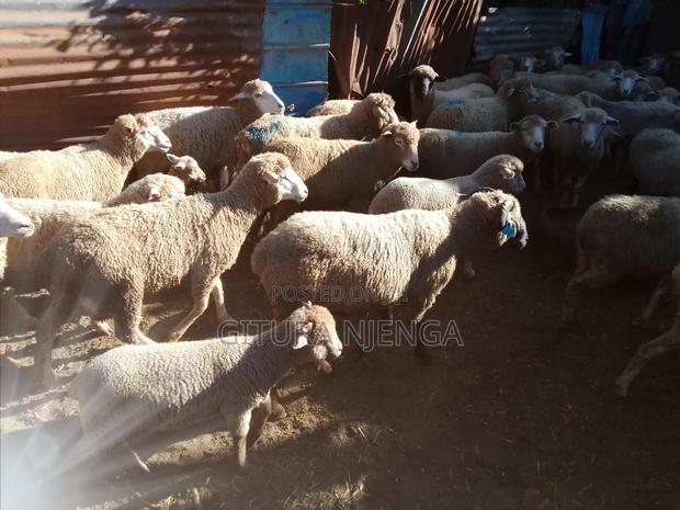 Selling Merino - thumbnail 3