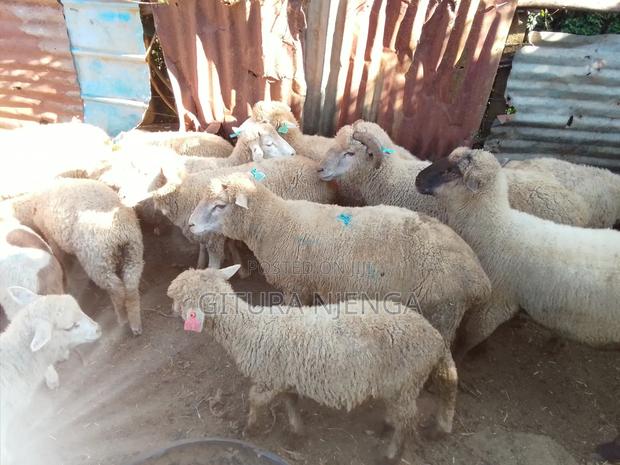 Selling Merino - thumbnail 4