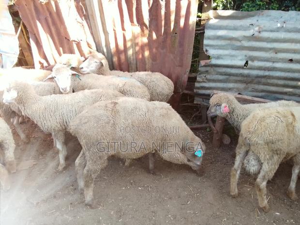 Selling Merino - thumbnail 5