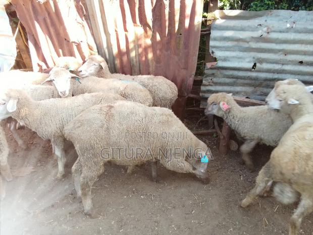 Selling Merino - thumbnail 6